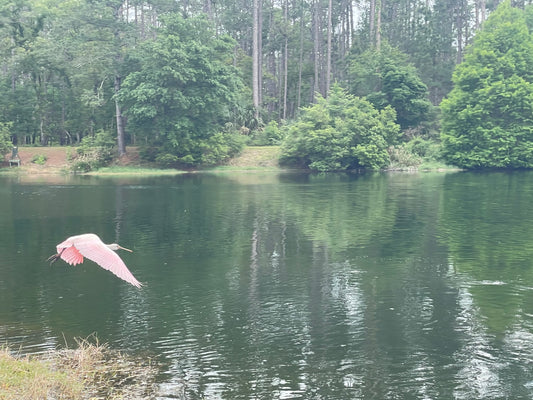 A bird flies over a serene pond