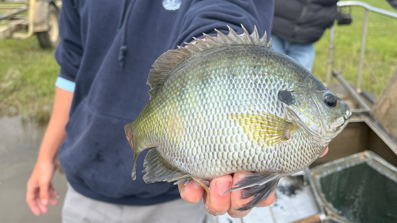 A large bluegill attained by rigorous management programs