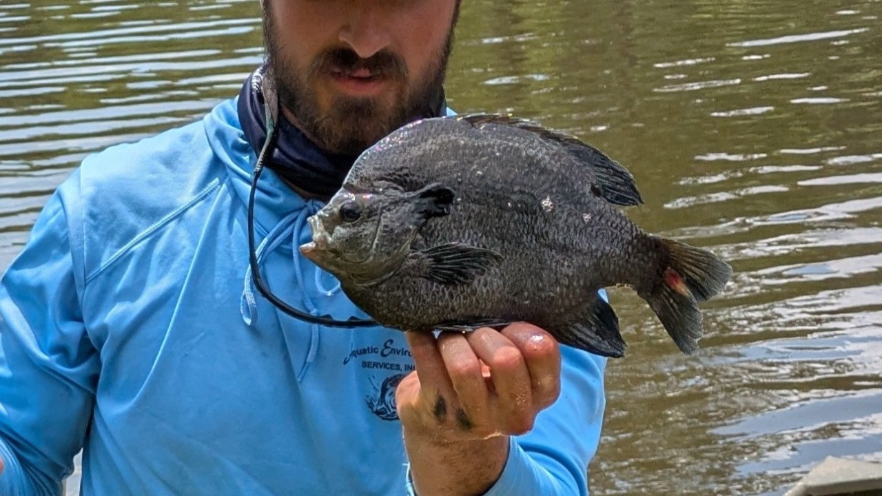 A large bluegill attained by rigorous management programs